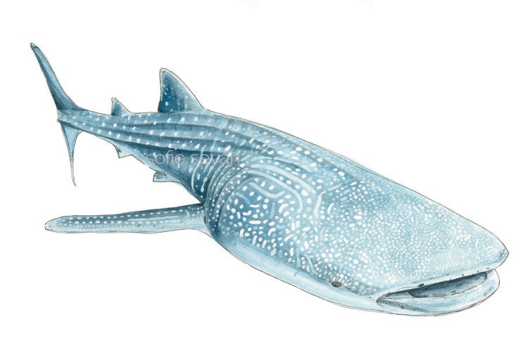 Watercolour Greeting Card- Sofie Seyah