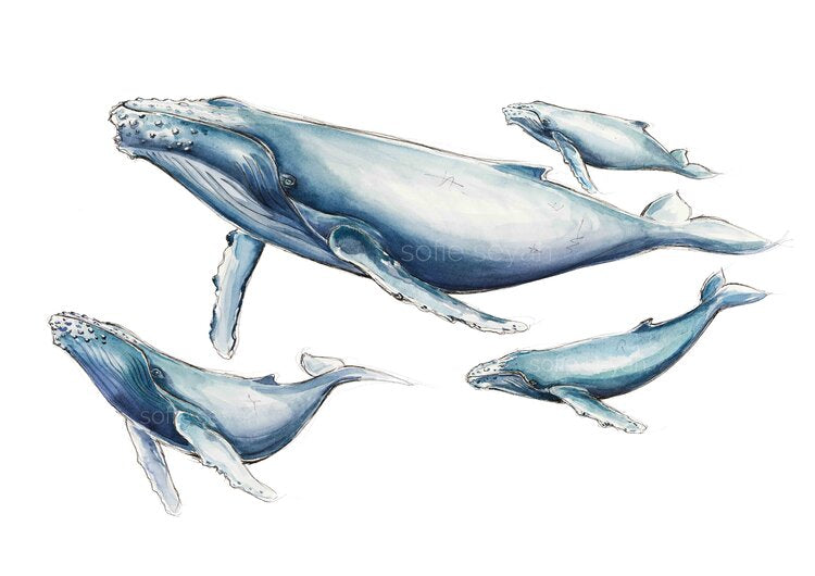 Sofie Seyah Watercolour Print- A4