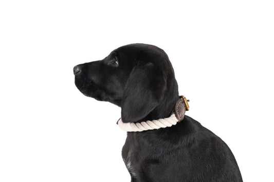 Rope Dog Collar